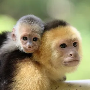 Prints of : Baby Animals