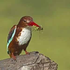White-throated Kingfisher (Halcyon smyrnensis) adult, with fish and waterweed in beak, Keoladeo Ghana N. P. (Bharatpur), Rajasthan, India