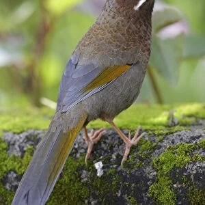 White-whiskered Laughingthrush (Trochalopteron morrisonianum) adult, standing on rock, Anmashan, Central Taiwan, May
