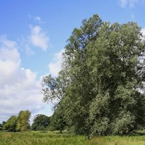 White Willow (Salix alba) habit, growing in unimproved wet grazing meadow habitat, River Dove, Thornham Magna, Suffolk