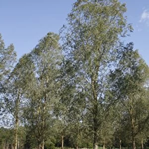 White Willow (Salix alba var. caerulea) Cricket Bat Willow, plantation, growing in river valley fen, Lang Fen
