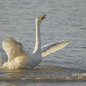 Whooper Swan (Cygnus cygnus) adult, displaying on water to chase off rival, Ouse Washes, Norfolk, England, february