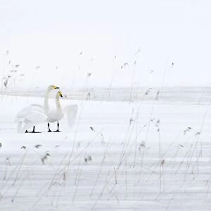 Whooper Swan (Cygnus cygnus) adult pair, displaying on frozen lake with snow, Sweden, winter