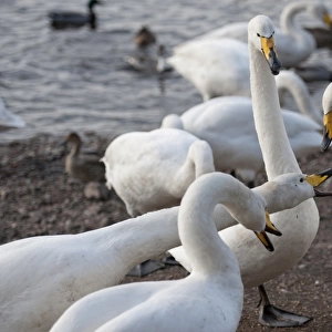Whooper Swan (Cygnus cygnus) adults, fighting over food at edge of lake, Martin Mere, Lancashire, England, march