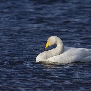 Whooper Swan swimming on Ardnave Loch on Islay Scotland