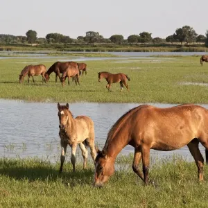 I cavalli andalusi selvatici pascolano nelle paludi di El Rocio. I cavalli andalusi selvatici pascolano nelle paludi di El Rocio.