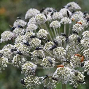 Wild Angelica (Angelica sylvestris) flowering, with feeding insects, mainly Flies (Diptera sp. ) and Soldier Beetles (Cantharis rustica), Powys, Wales, july