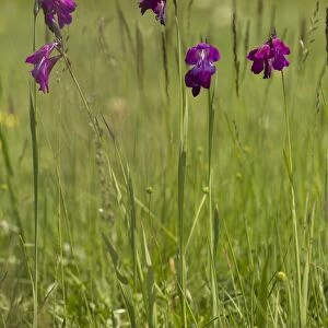 Wild Gladiolus (Gladiolus kotschyanus) flowering, growing in marshland, near Cildir, Pontic Mountains, Anatolia