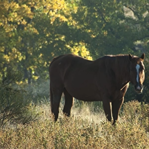 Wild Mustang (Equus caballus) adult, backlit, standing in vegetation, Black Hills Wild Horse Sanctuary, Black Hills, South Dakota, U. S. A. september