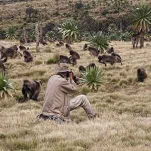 Wildlife photographer taking photos of Gelada (Theropithecus gelada) troop and Walia Ibex (Capra walie) herd