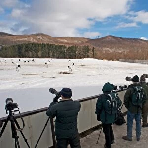 Wildlife photographers taking photos of Japanese Red-crowned Crane (Grus japonensis) flock in snow, Akan, Hokkaido