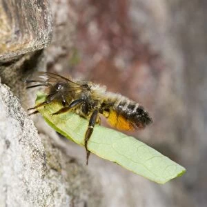 Willoughbys Leafcutter Bee (Megachile willughbiella) adult female, in flight