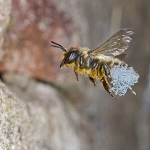 Willoughbys Leafcutter Bee (Megachile willughbiella) adult female, in flight
