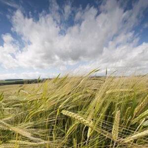 Winter Barley (Hordeum vulgare) crop, ears ripening in field, Aberdeenshire, Scotland, August