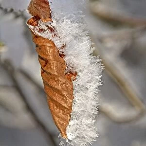 Winter Beech leaves covered in hoar frost