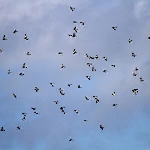 Winter flock of Wood Pigeons