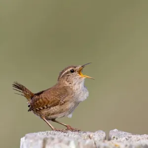 Winter Wren Print, Perched on Post Winter Wren Print, Perched on Post