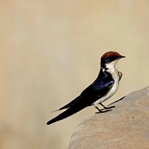 Wire-tailed Swallow (Hirundo smithii smithii) adult female, standing on stone bridge, Gambia, December
