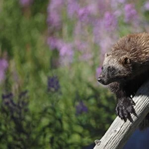 Wolverine (Gulo gulo) adult, climbing dead tree, Finland, july