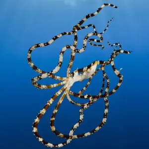 Wonderpus Octopus Print, Lembeh Strait, Indonesia Wonderpus Octopus Print, Lembeh Strait, Indonesia