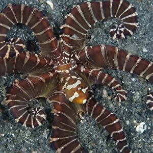 Wonderpus Octopus (Wunderpus photogenicus) adult, hunting with extended skirt, Lembeh Straits, Sulawesi, Sunda Islands