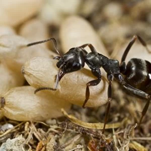 Wood Ant (Formica lemani) adult worker, carrying cocooned pupae in nest, Powys, Wales, August