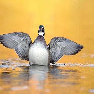 Wood Duck (Aix sponsa) adult male, fanning wings on water, U. S. A. autumn