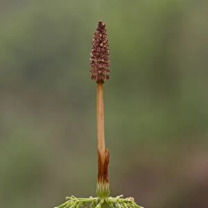Wood Horsetail (Equisetum sylvaticum) fertile frond, Powys, Wales, June