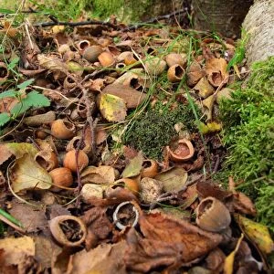Wood Mouse (Apodemus sylvaticus) food cache of eaten Common Hazel (Corylus avellana) nuts, Abernethy Forest N. N. R