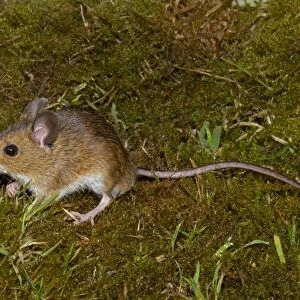 Wood Mouse (Apodemus sylvaticus) adult male, standing on moss, Norfolk, England, July (controlled)