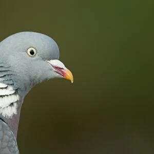 Wood Pigeon (Columba palumbus) adult, close-up of head, Essex, England, april