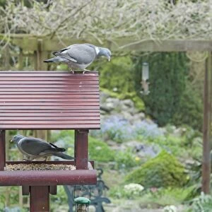 Wood Pigeon (Columba palumbus) two adults, feeding at birdtable in garden, Essex, England, april
