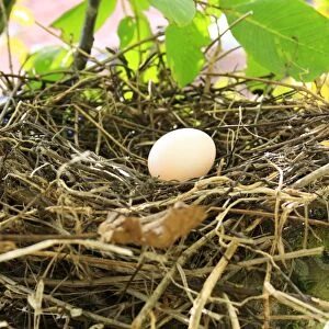 Wood Pigeon (Columba palumbus) one egg in nest, on branch of Common Walnut (Juglans regia) tree in garden, Suffolk, England, august