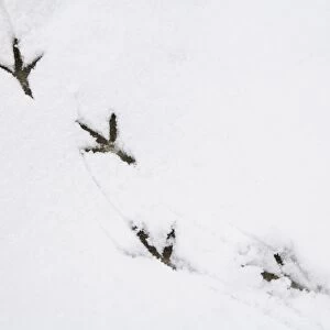 Wood Pigeon (Columba palumbus) footprints on snow in garden, Sowerby, North Yorkshire, England, January