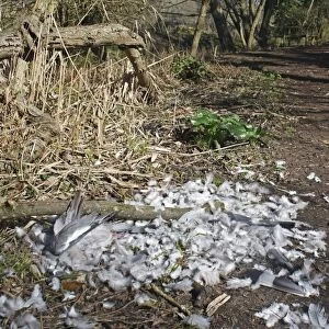 Wood Pigeon (Columbus palumbus) dead adult, killed and plucked by raptor, on woodland path, Lackford Lakes Nature Reserve, Suffolk, England, march