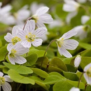 Wood Sorrel (Oxalis acetosella) flowering clump, growing in ancient deciduous woodland