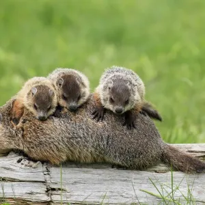 Armadillo común (marmota monax), adulto con tres crías en espalda, Minnesota, Estados Unidos de América Armadillo común (marmota monax), adulto con tres crías en espalda, Minnesota, Estados Unidos de América
