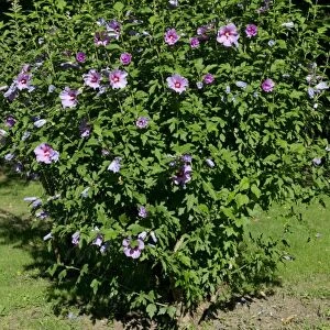 Woody Mallow (Hibiscus syriacus) flowering, on the banks of the Dordogne, Gironde, France