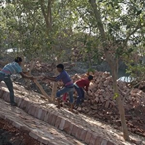 Workers with bricks used for flood defence repairs, Sundarbans, Ganges Delta, West Bengal, India, March