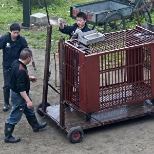 Workers with holding cage for Asiatic Black Bears (Ursus thibetanus), Animals Asia Rescue Centre, Chengdu, Sichuan