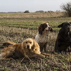 Working gun dogs in stubble field, Golden retriever, Springer spaniel, and black Labrador