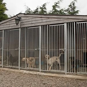 Working gundog kennels - Yellow labrador with puppies, Rottweiler in right end cage