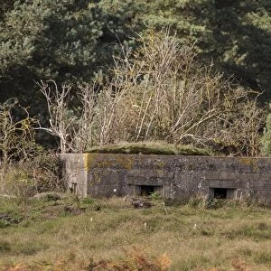 World war two Pillbox at Aldringham walks conservation area, part of the Suffolk Sandlings managed by the RSPB