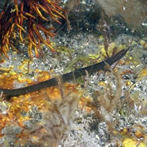 Worm Pipefish (Nerophis lumbriciformis) adult, Kimmeridge Bay, Isle of Purbeck, Dorset, England, August