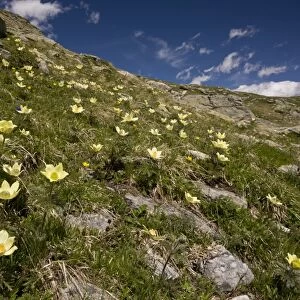 Yellow Alpine Pasqueflower (Pulsatilla alpina ssp. apiifolia) flowering mass, growing on mountain slope habitat, Bernina Pass, Upper Engadin, Eastern Swiss Alps, Switzerland, june