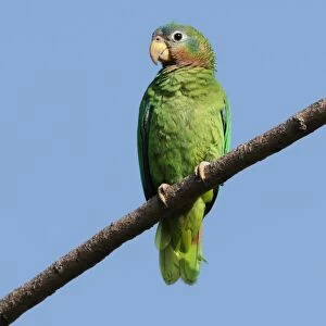 Yellow-billed Amazon Parrot (Amazona collaria) adult, perched on branch, Hope Gardens, Jamaica, april