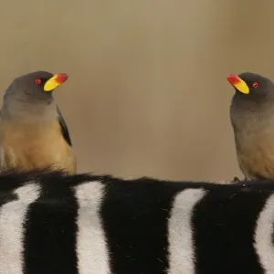 Yellow-billed Oxpecker Print Yellow-billed Oxpecker Print