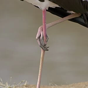 Yellow-billed Stork (Mycteria ibis) adult, standing on one leg, close-up of legs, Masai Mara, Kenya