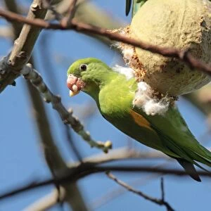 Yellow-chevroned Parakeet (Brotogeris chiriri) adult, feeding on fruit in tree, La Lucila, Buenos Aires Province, Argentina, may