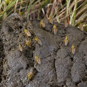 yellow dung flies on cow dung